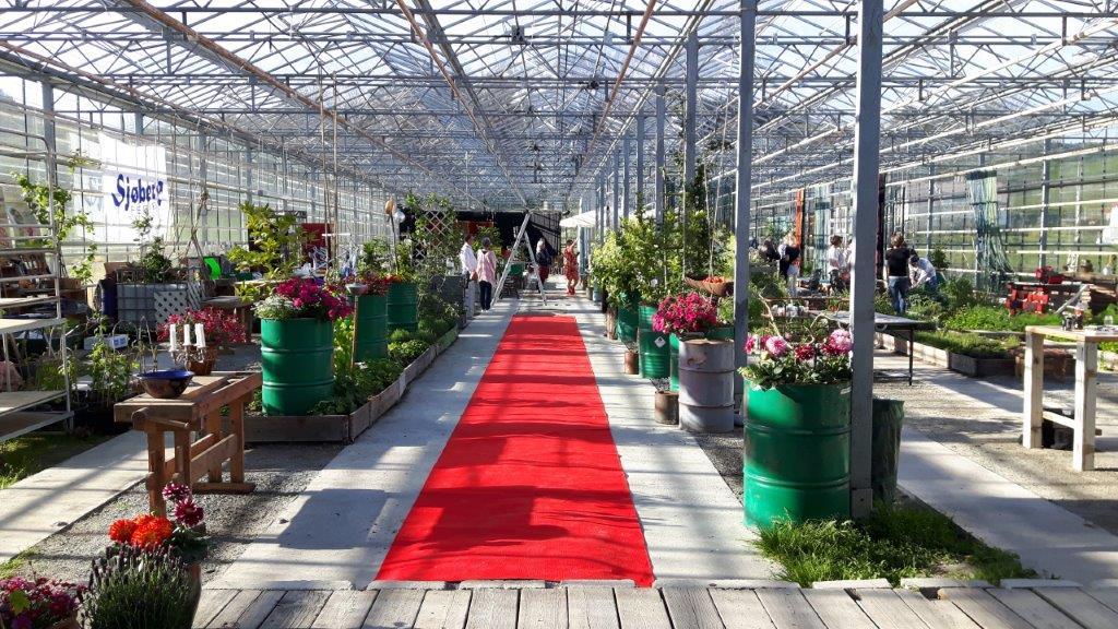 Alchemilla-2-mai-2017.jpg#asset:1002